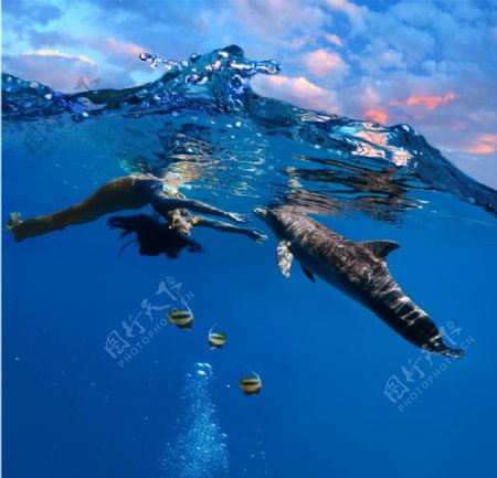 潜泳海豚图片
