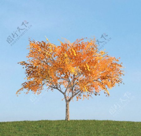 银杏树图片
