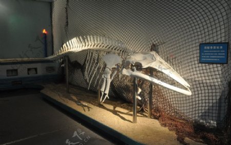 须鲸骨骼标本图片