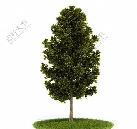 绿色树木三维模型图片