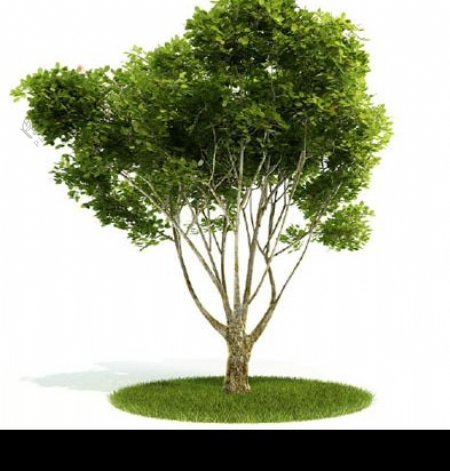 国外精品植物树木灌木3D模型下载图片