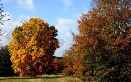 英国沃特福德卡西伯里公园秋色图片