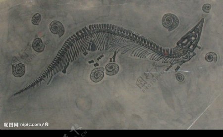龙化石图片