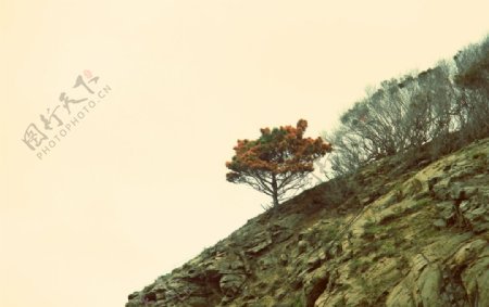 悬崖上挺拔的树图片