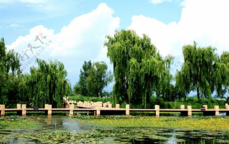 湖边垂柳美景图图片