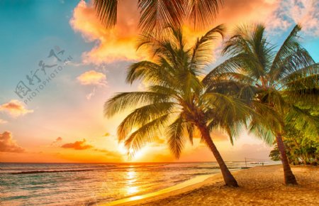 黄昏落日沙滩椰子树图图片