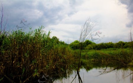 芦苇池图片