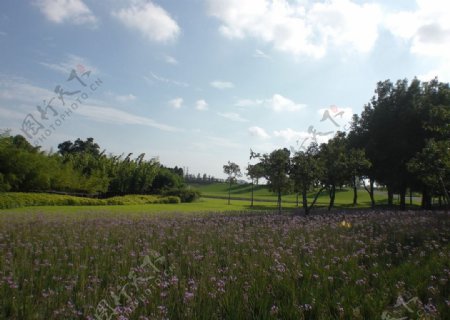辰山植物园紫娇花丛图片
