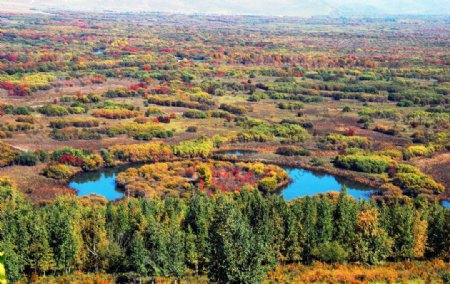 额尔古纳湿地公园秋景图片