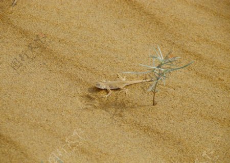 沙漠中的小草和小动物图片