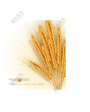 金色麦穗图片