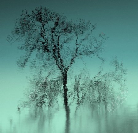 绿水和树的倒影图片