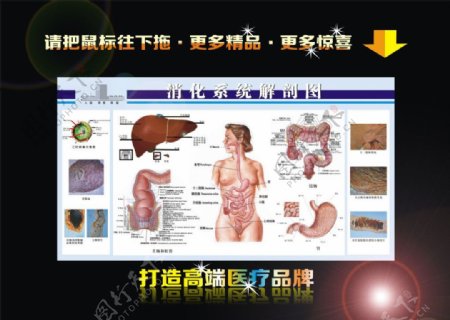 消化系统解剖图展板图片