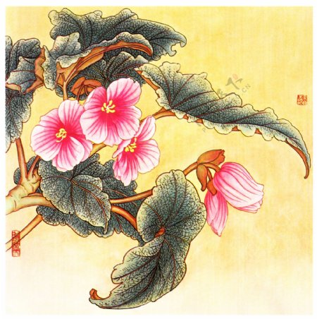 裂叶秋海棠图片