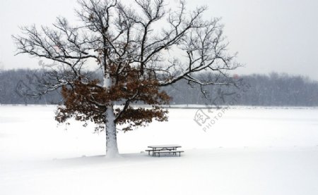 冬日白雪风光图片