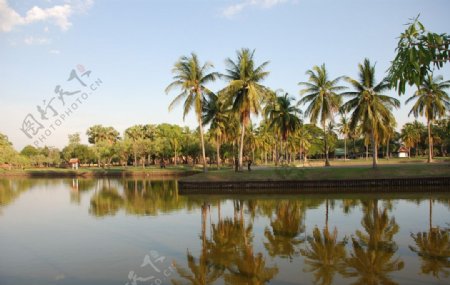 椰树湖泊图片