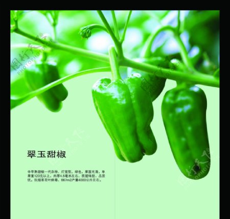 乐康蔬菜彩色折页内页图片