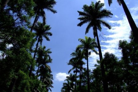 椰树蓝天图片
