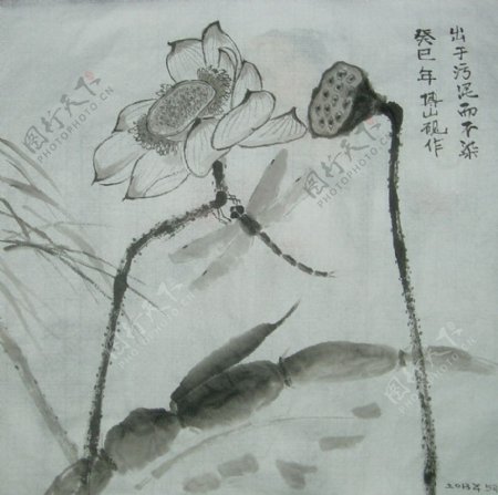 莲藕荷花蜻蜓图片