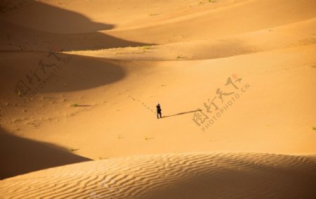 金色沙漠里的独行者图片