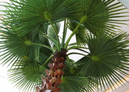 海南风情椰岛树图片