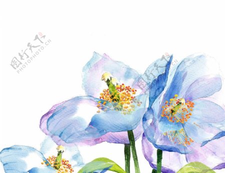蓝色水墨花朵花卉图片