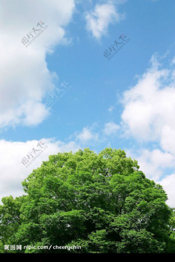 树顶与蓝天图片