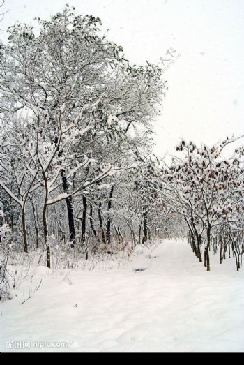 雪景如画原创图片