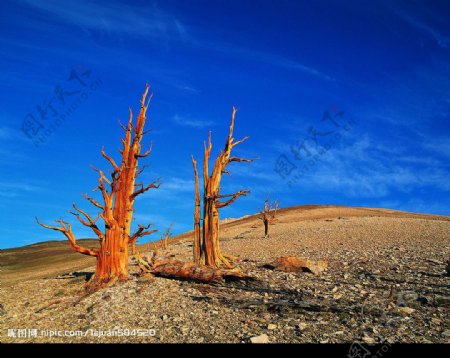 沙漠枯木图片