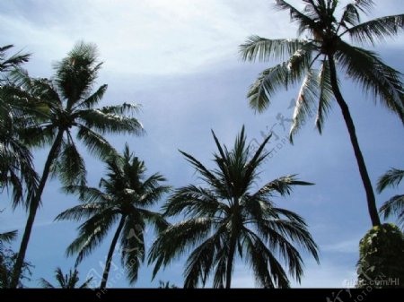 椰子树林图片