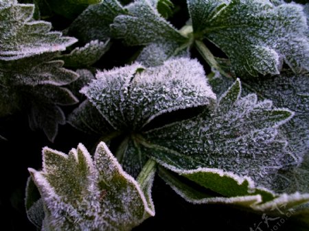 植物霜中的植物图片