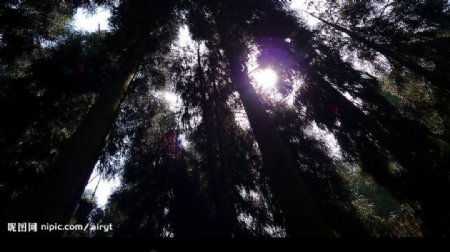 阳光树林图片