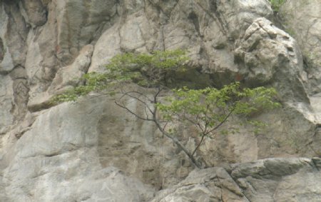 石缝中孤树图片