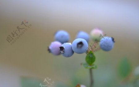 蓝莓熟了图片