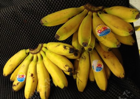 香蕉皇帝蕉图片