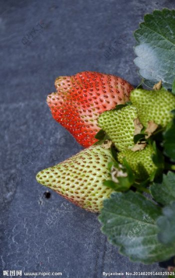草莓物语图片
