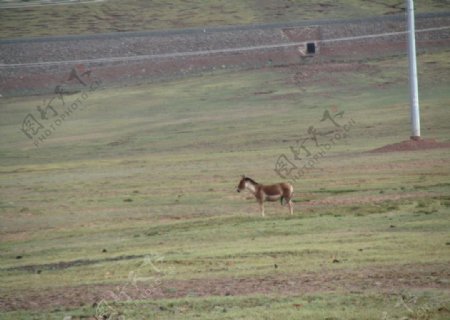 青藏高原的藏野驴图片