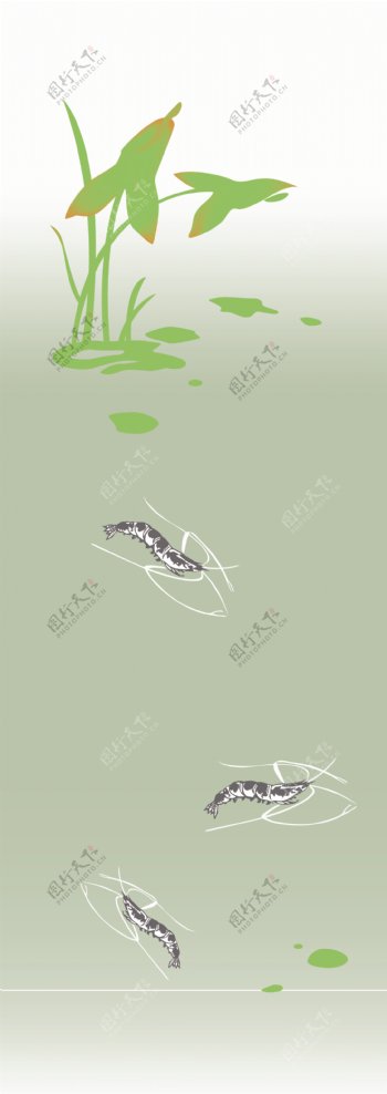 荷花虾图片