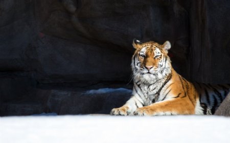 雪地上的老虎图片
