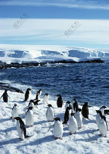 冰天雪地企鹅狂欢图片