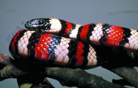蝰蛇高清美图图片