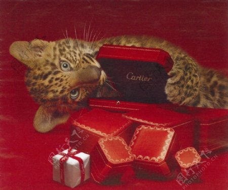 Cartier小花豹图片