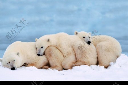 北极熊2图片