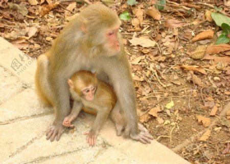 龙虎山猴子母子情深图片