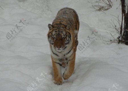 雪中的老虎图片