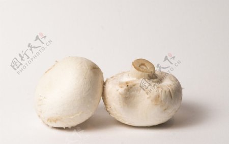 白色蘑菇图片