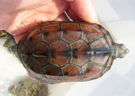 草龟水龟爬行动物图片