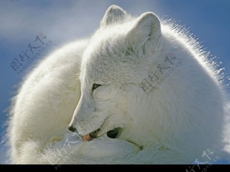 加拿大北极狐图片