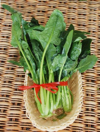 绿色蔬菜波菜图片
