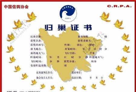 中国信鸽协会归巢证书图片